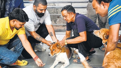 Volunteers said each dog received two essential vaccines: an anti-rabies shot and a comprehensive nine-in-one vaccine. (Arvind Yadav/HT Photo) Volunteers said each dog received two essential vaccines: an anti-rabies shot and a comprehensive nine-in-one vaccine. (Arvind Yadav/HT Photo)