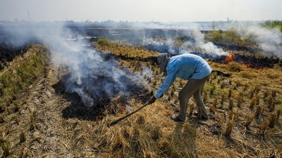 Farmers are burning stubble in paddy fields on the outskirts of Amritsar, Punjab, even as authorities have launched an intensive campaign in hotspots of paddy straw burning in various districts to create awareness (PTI) Farmers are burning stubble in paddy fields on the outskirts of Amritsar, Punjab, even as authorities have launched an intensive campaign in hotspots of paddy straw burning in various districts to create awareness (PTI)