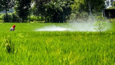 The eight districts of Punjab, including Sangrur, Ferozepur, Bathinda, Moga, Barnala, Mansa, Tarn Taran and Faridkot, recorded 6,815 farm fires in 2024. (PTI) The eight districts of Punjab, including Sangrur, Ferozepur, Bathinda, Moga, Barnala, Mansa, Tarn Taran and Faridkot, recorded 6,815 farm fires in 2024. (PTI)