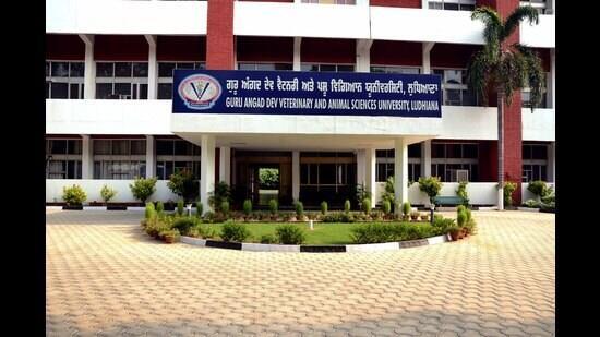 The university has instituted Chief Minister’s Awards in various categories of livestock farming. (HT Photo)