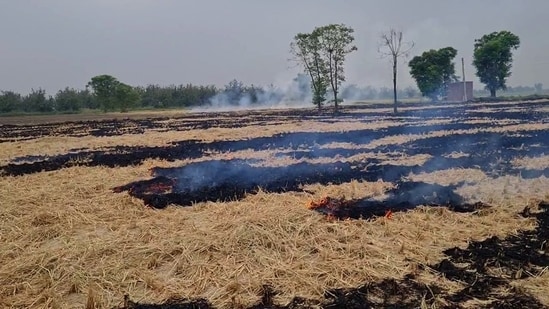 The Punjab government flagged 663 villages across eight districts of Punjab as hotspots of stubble burning based on data over the past three years.(ANI)