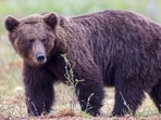 What is Fat Bear Week? 