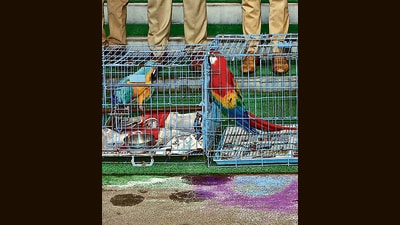 The stolen birds included seven African Grey Parrots, a Blue-and-Gold Macaw, and a Scarlet Macaw. (HT) The stolen birds included seven African Grey Parrots, a Blue-and-Gold Macaw, and a Scarlet Macaw. (HT)