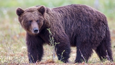 What is Fat Bear Week? (Unsplash) What is Fat Bear Week? (Unsplash)