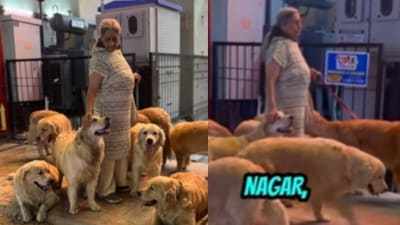 A Bengaluru woman walking 28 golden retrievers went viral. (Instagram/xploreraa) A Bengaluru woman walking 28 golden retrievers went viral. (Instagram/xploreraa)