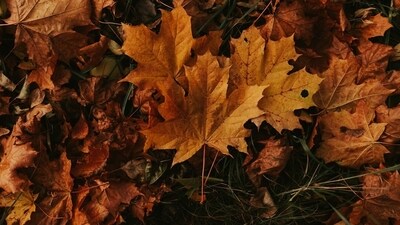 When is first day of fall 2025? Autumnal equinox explained (Unsplash) When is first day of fall 2025? Autumnal equinox explained (Unsplash)