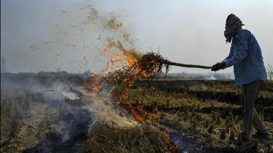 Stubble burning in Punjab and Haryana is often blamed for the rise in air pollution in Delhi after the harvesting of paddy in October and November. (PTI)
