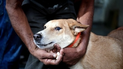 The police official didn't take any precautions as it it widely believed that rabies is caused by dog bite and not a scratch. (ANI file photo for representation) The police official didn't take any precautions as it it widely believed that rabies is caused by dog bite and not a scratch. (ANI file photo for representation)