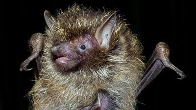 Based on a comparative study of specimens kept in several museums abroad and DNA analysis of the Mizoram specimen, the team was able to confirm the bat species as Harpiola isodon. (Zootaxa)