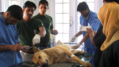 Maharashtra government on Wednesday directed all municipal corporations in the state to set up fully equipped veterinary hospitals. ((PIC FOR REPRESENTATION))