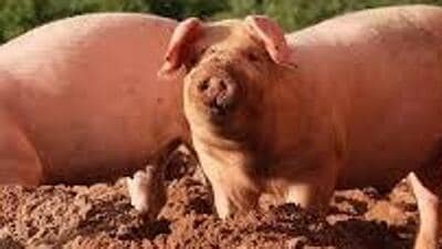 The African swine fever has a 100% fatality rate among pigs.