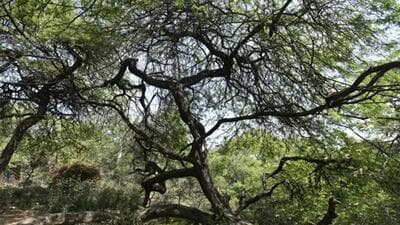 The morphological ridge enjoys the same protection as Delhi Ridge and forest areas. (HT Archive)