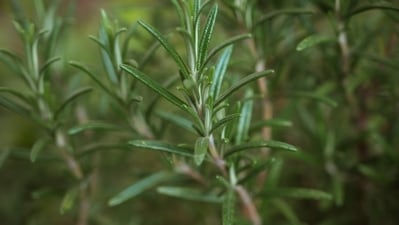 Studies have linked rosemary to memory and stress relief, even hinting at a possible role in future Alzheimer’s treatments. (Representative image/Unsplash) Studies have linked rosemary to memory and stress relief, even hinting at a possible role in future Alzheimer’s treatments. (Representative image/Unsplash)