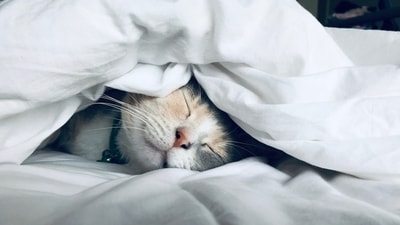 Dr Sood advises sleeping in a dark room, since light affects sleep signals. (Unsplash) Dr Sood advises sleeping in a dark room, since light affects sleep signals. (Unsplash)