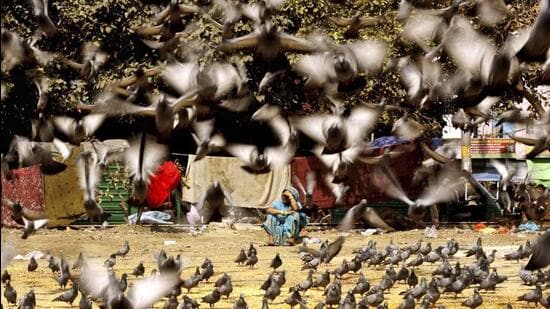 Rock pigeons—greyish birds with glistening purple-green necks and black-banded tails—have colonised pavements, intersections, traffic islands and roundabouts across Delhi. A senior MCD public health official warned that unlimited access to food is driving an exponential population boom and that civic norms must evolve to tackle the menace. (AP/HT Archive)