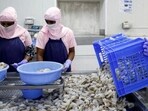FILE PHOTO: Workers sort shrimps inside a processing unit at a shrimp factory situated on the outskirts of Vishakhapatnam, April 10 (REUTERS)