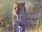 Two-year-old was killed in leopard attack on the outskirts of Nashik on Wednesday night. (Getty Images (PIC FOR REPRESENTATION))