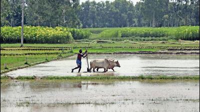 A farmer ploughs his paddy field using bullocks in West Bengal. (ANI Photo) A farmer ploughs his paddy field using bullocks in West Bengal. (ANI Photo)