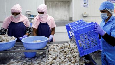 FILE PHOTO: Workers sort shrimps inside a processing unit at a shrimp factory situated on the outskirts of Vishakhapatnam, April 10 (REUTERS) FILE PHOTO: Workers sort shrimps inside a processing unit at a shrimp factory situated on the outskirts of Vishakhapatnam, April 10 (REUTERS)