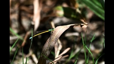 Golden dartlet