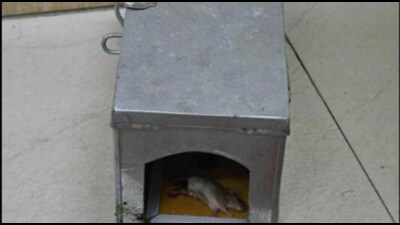 Rat traps are being placed wherever needed in the UP secretariat buildings. (Sourced) Rat traps are being placed wherever needed in the UP secretariat buildings. (Sourced)