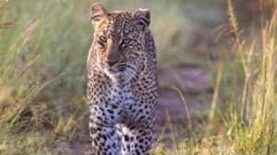Two-year-old was killed in leopard attack on the outskirts of Nashik on Wednesday night. (Getty Images (PIC FOR REPRESENTATION))