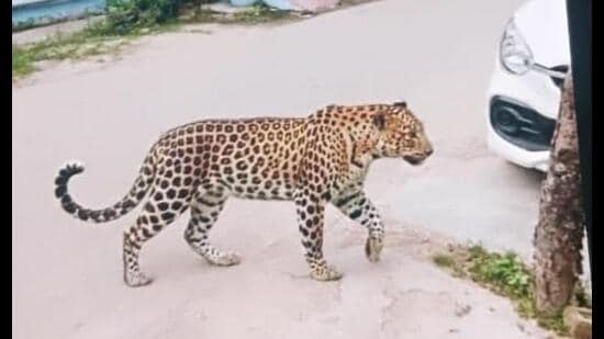 The AI-generated image made rounds on WhatsApp groups and local social media pages, alarming residents and prompting fears of a wild animal on the loose in the locality. (Sourced)