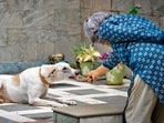 Although the Delhi Municipal Corporation (DMC) Act mandates the registration of the pet dogs, the compliance in the city remains low, attributed by experts to low value addition attached to the registration. (Sanchit Khanna/HT Photo)