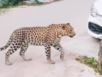 The AI-generated image made rounds on WhatsApp groups and local social media pages, alarming residents and prompting fears of a wild animal on the loose in the locality. (Sourced) The AI-generated image made rounds on WhatsApp groups and local social media pages, alarming residents and prompting fears of a wild animal on the loose in the locality. (Sourced)