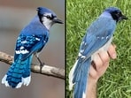 Biologists discover the first known blue jay–green jay hybrid