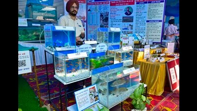 A new fish variety, thornless sea bass was introduced having the ability to capture a significant market share. (Gurpreet Singh/HT) A new fish variety, thornless sea bass was introduced having the ability to capture a significant market share. (Gurpreet Singh/HT)