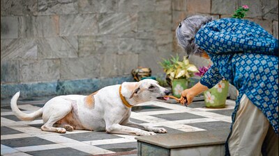 Although the Delhi Municipal Corporation (DMC) Act mandates the registration of the pet dogs, the compliance in the city remains low, attributed by experts to low value addition attached to the registration. (Sanchit Khanna/HT Photo) Although the Delhi Municipal Corporation (DMC) Act mandates the registration of the pet dogs, the compliance in the city remains low, attributed by experts to low value addition attached to the registration. (Sanchit Khanna/HT Photo)