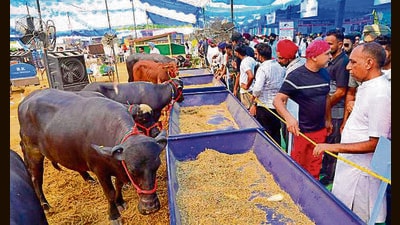 Farmers learned about new technologies in nutrition, disease control and breeding at the mela. (Gurpreet Singh/HT) Farmers learned about new technologies in nutrition, disease control and breeding at the mela. (Gurpreet Singh/HT)