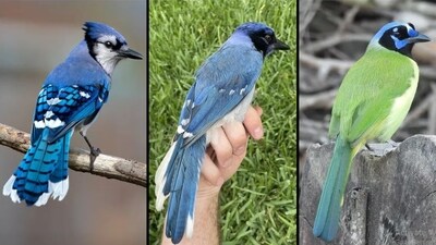 Biologists discover the first known blue jay–green jay hybrid (University of Texas website)