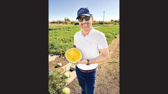 Singh works with farmers, packers and retailers to keep supply chains sanitised and ensure that produce such as rockmelons don’t spread disease. (Photo: Johnathon Davey / Melons Australia)