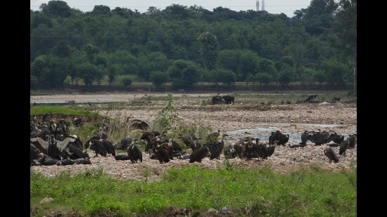 The report which was recently submitted to the state’s forest department has also indicated some of the major threats faced by the vulture population in Kangra’s Pong Dam area and has recommended stronger safeguards (HT Photo)