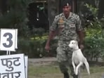 The dog ran towards the wall and effortlessly leapt across it in a stunning fashion
