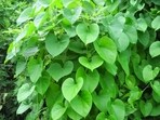 Giloy is often consumed as a juice, powder, or supplement, but its potential benefits and risks should be discussed with a doctor before use, especially for people with underlying health conditions or taking medications. (Pic courtesy: Drvaidji.com)