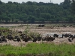 The report which was recently submitted to the state’s forest department has also indicated some of the major threats faced by the vulture population in Kangra’s Pong Dam area and has recommended stronger safeguards (HT Photo) The report which was recently submitted to the state’s forest department has also indicated some of the major threats faced by the vulture population in Kangra’s Pong Dam area and has recommended stronger safeguards (HT Photo)