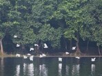 Visuals from the Gokul Jalashay wetland in Buxar district of Bihar. (Photo from X)