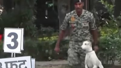 The dog ran towards the wall and effortlessly leapt across it in a stunning fashion (ANI video grab) The dog ran towards the wall and effortlessly leapt across it in a stunning fashion (ANI video grab)
