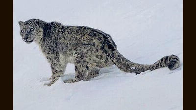 The cold desert biosphere reserve of northern India spans approximately 7,770 sq km across the dramatic landscapes of Himachal’s Lahaul-Spiti district, according to UNESCO. (HT File)