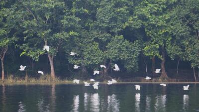 Visuals from the Gokul Jalashay wetland in Buxar district of Bihar. (Photo from X)