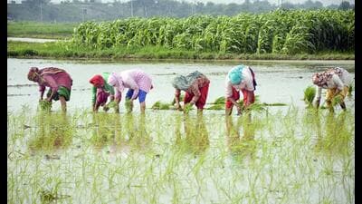 Women are instrumental in harvesting, weeding, sowing, threshing, moving agricultural produce and dealing with livestock. (HT Archive) Women are instrumental in harvesting, weeding, sowing, threshing, moving agricultural produce and dealing with livestock. (HT Archive)