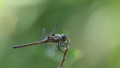 Yellow-tailed ashy skimmer, the new species observed in Yamuna biodiversity park. (HT) Yellow-tailed ashy skimmer, the new species observed in Yamuna biodiversity park. (HT)