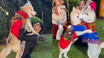 Ahmedabad celebrated Navratri with a twist as pet dogs dressed in traditional attire took part in garba. (Instagram/sidshahofficial) Ahmedabad celebrated Navratri with a twist as pet dogs dressed in traditional attire took part in garba. (Instagram/sidshahofficial)