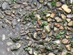 New Reddit optical illusion challenge: Find the bright green frog with black spots in 10 seconds.(Reddit/r/FindTheSniper)