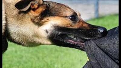 76-year-old attacked by six stray dogs in Barabanki on World Rabies Day; rescued by locals, treated at Barabanki hospital, referred to RMLIMS, and now at KGMU Trauma Centre. (Sourced) 76-year-old attacked by six stray dogs in Barabanki on World Rabies Day; rescued by locals, treated at Barabanki hospital, referred to RMLIMS, and now at KGMU Trauma Centre. (Sourced)