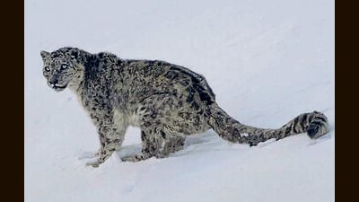 Its wildlife includes 17 mammal species and 119 bird species, with the Snow Leopard as a flagship species. (HT File) Its wildlife includes 17 mammal species and 119 bird species, with the Snow Leopard as a flagship species. (HT File)