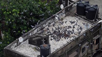 Pigeons seen on a building near Dadar Kabutra Khana (Raju Shinde/ HT photo) Pigeons seen on a building near Dadar Kabutra Khana (Raju Shinde/ HT photo)